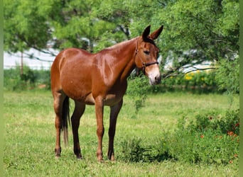 Mule, Mare, 9 years, 15 hh, Chestnut