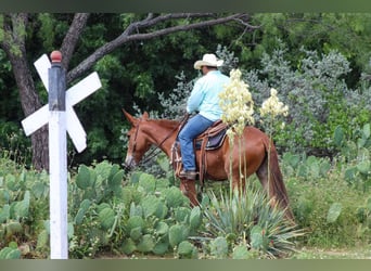 Mule, Mare, 9 years, 15 hh, Chestnut
