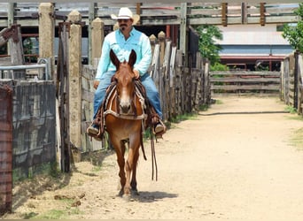 Mule, Mare, 9 years, 15 hh, Chestnut