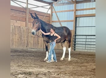 Mule, Mare, 9 years, 16 hh, Bay