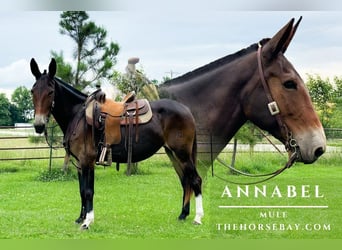 Mule, Mare, 9 years, 16 hh, Bay
