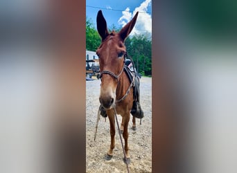 Mule, Mare, 9 years, 16 hh, Chestnut