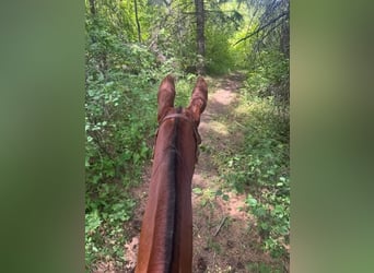 Mule, Mare, 9 years, 16 hh, Sorrel