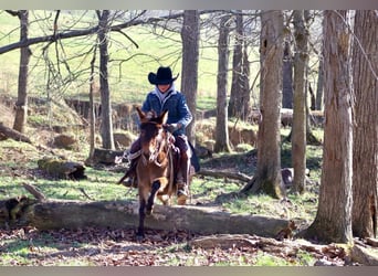 Mule, Mare, 9 years, 9,2 hh, Bay