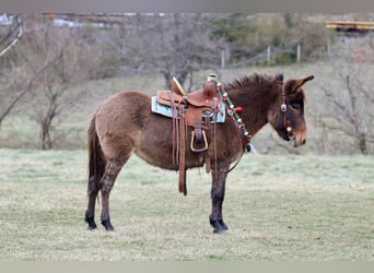 Mule, Mare, 9 years, 9,2 hh, Bay