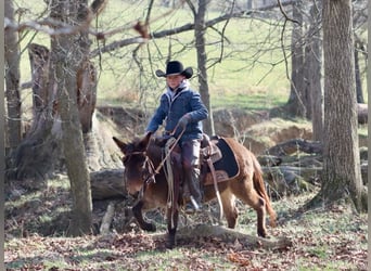 Mule, Mare, 9 years, 9,2 hh, Bay