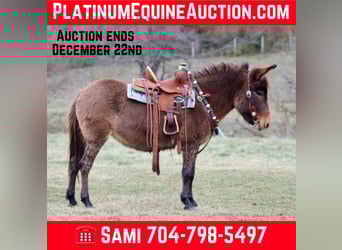 Mule, Mare, 9 years, 9,2 hh, Bay