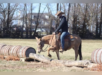 Mule, Mare, 9 years, Dun