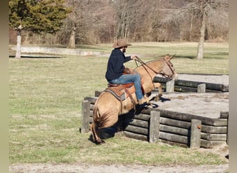 Mule, Mare, 9 years, Dun