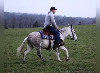 Mule, Mare, 9 years, Gray-Dapple