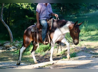 Mule, Mare, 9 years, Tobiano-all-colors