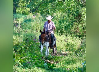 Mule, Mare, 9 years, Tobiano-all-colors