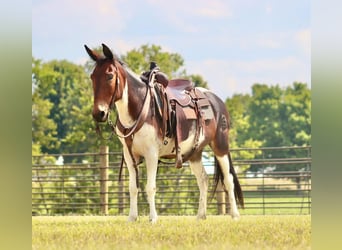 Mule, Mare, 9 years, Tobiano-all-colors