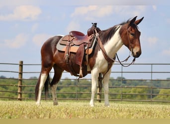 Mule, Mare, 9 years, Tobiano-all-colors