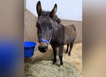 Mulet, Étalon, 9 Ans, 99 cm, Bai brun
