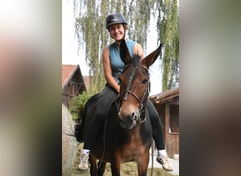 Mulet, Hongre, 11 Ans, 142 cm, Bai
