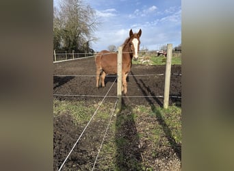 Mulet, Hongre, 4 Ans, 145 cm, Alezan brûlé