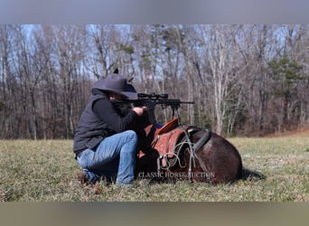 Mulet, Hongre, 5 Ans, 142 cm, Bai cerise