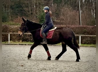 Mulet, Hongre, 7 Ans, 160 cm, Bai brun