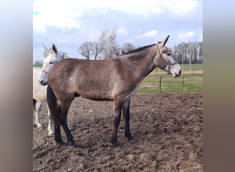 Mulet, Hongre, 7 Ans, 163 cm, Rouan bleu