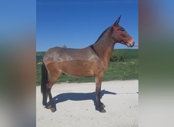 Mulet, Hongre, 8 Ans, 155 cm, Bai