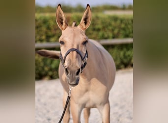 Mulet, Jument, 2 Ans, 145 cm, Isabelle