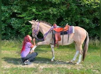 Mulet, Jument, 7 Ans, 140 cm, Isabelle