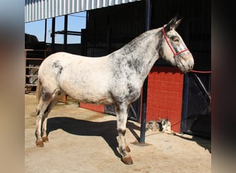 Mulet, Jument, 7 Ans, 166 cm, Overo-toutes couleurs