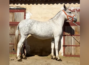 Mulet, Jument, 7 Ans, Bai cerise