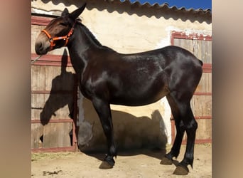 Mulet, Jument, 7 Ans, Bai cerise