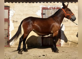 Mulet, Jument, 7 Ans, Bai cerise
