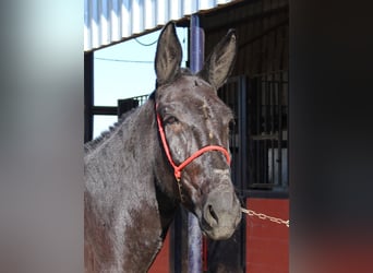 Muli, Stute, 10 Jahre, 156 cm, Rappe