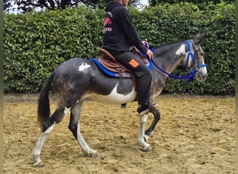Muli, Stute, 11 Jahre, 145 cm, Schecke