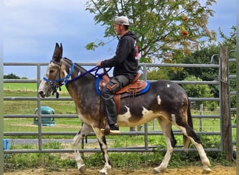 Muli, Stute, 11 Jahre, 145 cm, Schecke