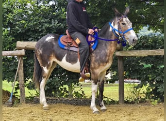 Muli, Stute, 11 Jahre, 145 cm, Schecke