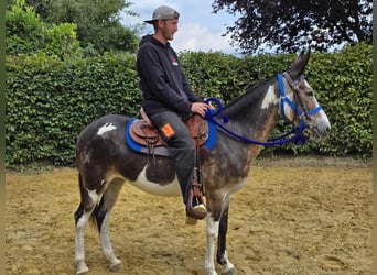 Muli, Stute, 11 Jahre, 145 cm, Schecke