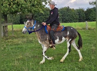 Muli, Stute, 11 Jahre, 145 cm, Schecke