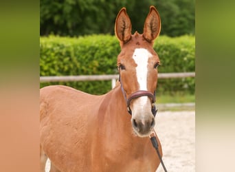 Muli, Stute, 12 Jahre, 144 cm, Fuchs
