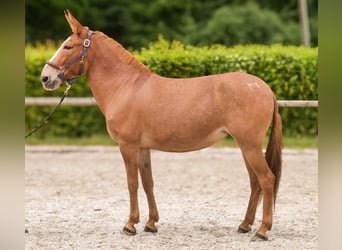 Muli, Stute, 12 Jahre, 144 cm, Fuchs