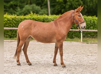 Muli, Stute, 12 Jahre, 144 cm, Fuchs