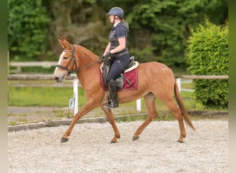 Muli, Stute, 12 Jahre, 144 cm, Fuchs