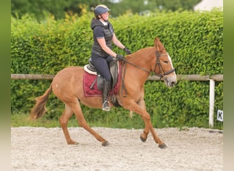 Muli, Stute, 12 Jahre, 144 cm, Fuchs