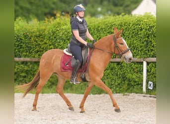 Muli, Stute, 12 Jahre, 144 cm, Fuchs