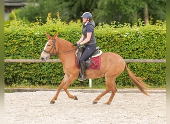 Muli, Stute, 12 Jahre, 144 cm, Fuchs