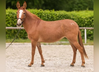 Muli, Stute, 12 Jahre, 144 cm, Fuchs