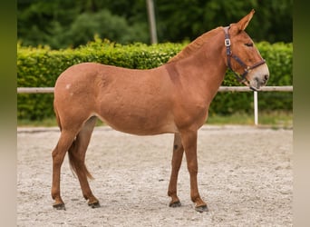 Muli, Stute, 12 Jahre, 144 cm, Fuchs