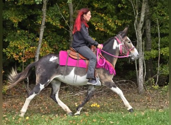 Muli, Stute, 13 Jahre, 145 cm, Schecke