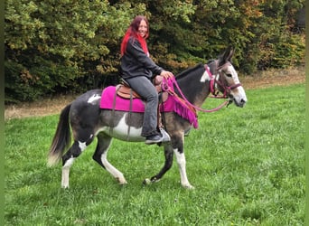 Muli, Stute, 13 Jahre, 145 cm, Schecke