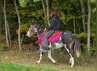 Muli, Stute, 13 Jahre, 145 cm, Schecke