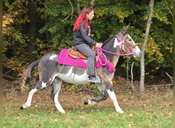 Muli, Stute, 13 Jahre, 145 cm, Schecke